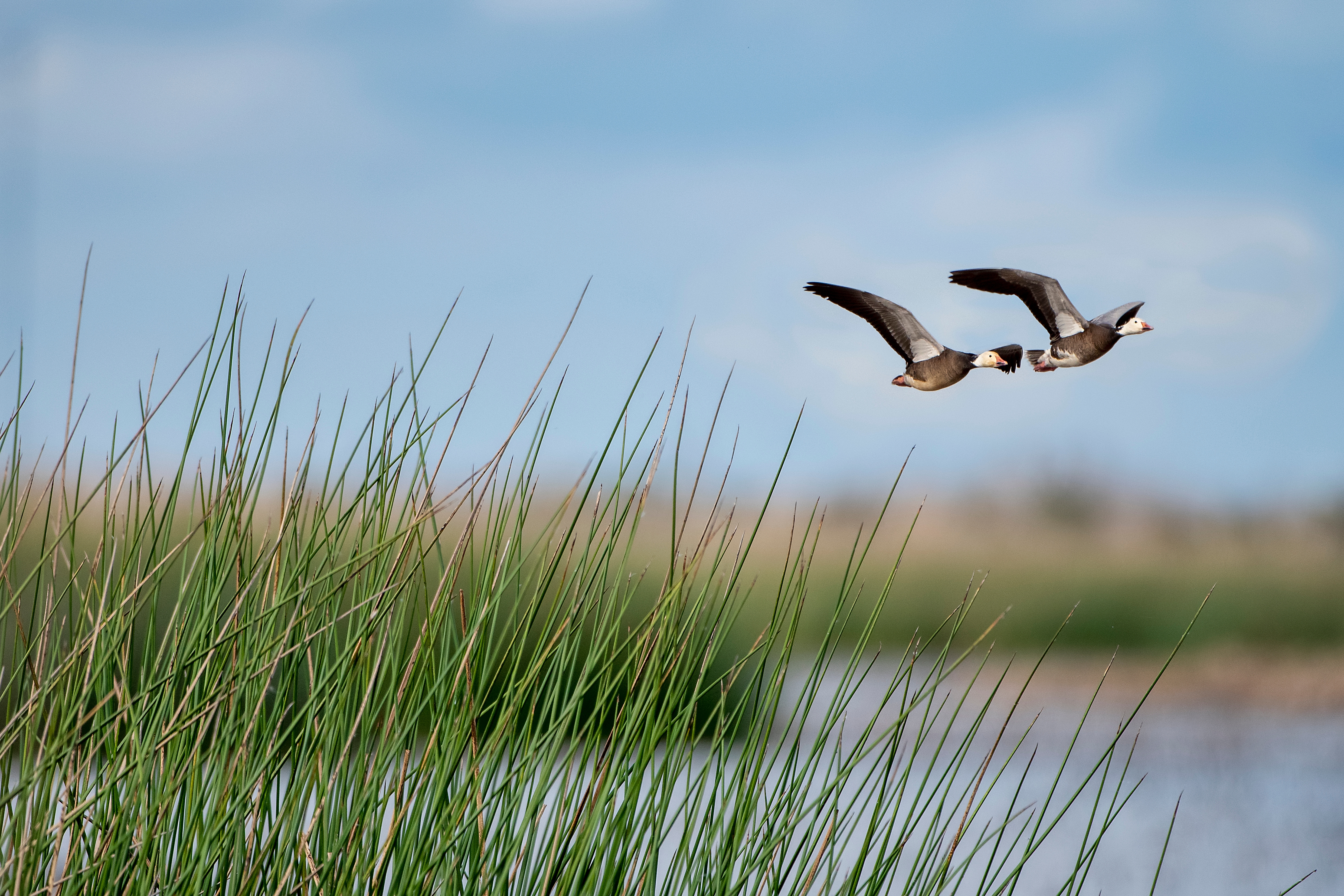 Gulf Wetlands, Blue Morph Snow Geese over SW Louisiana Marsh, Shutterstock, 8.1.22